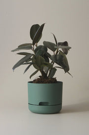 Mr Kitly Self-Watering Pot 170mm showing pot with built-in water reservoir
