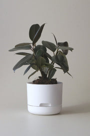 Mr Kitly Self-Watering Pot 300mm showing pot with built-in water reservoir