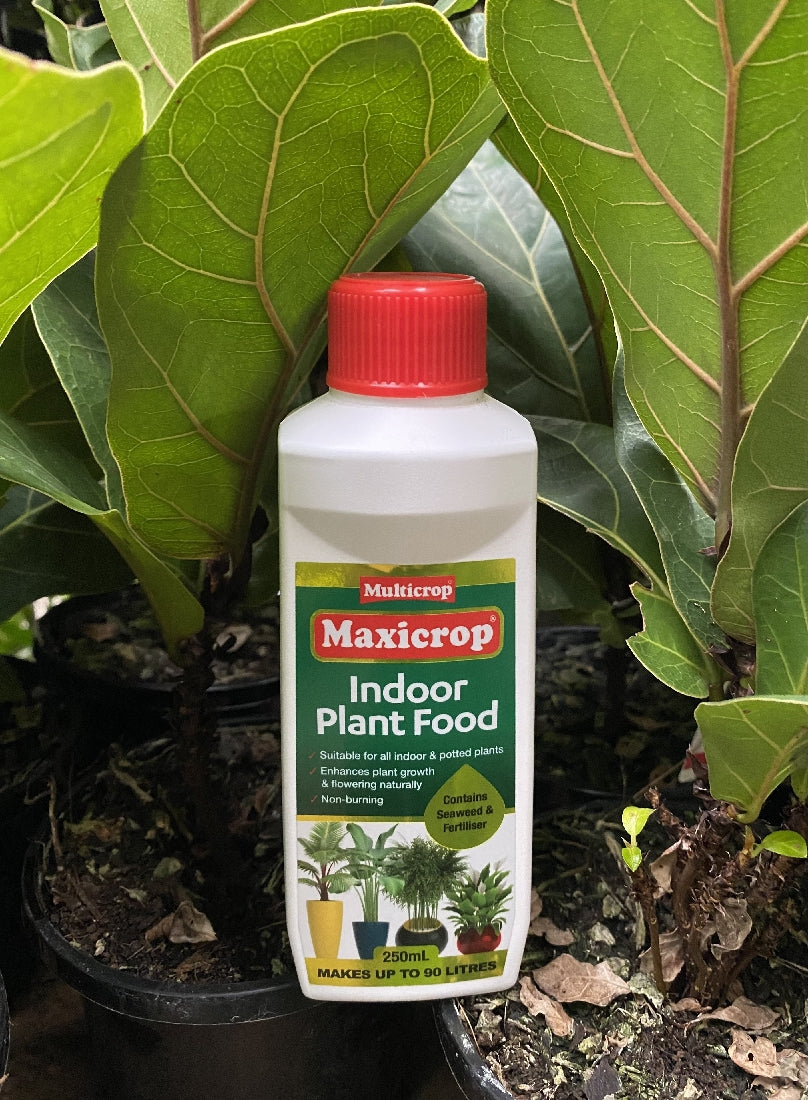Maxicrop Indoor Plant Food 250ml front packaging