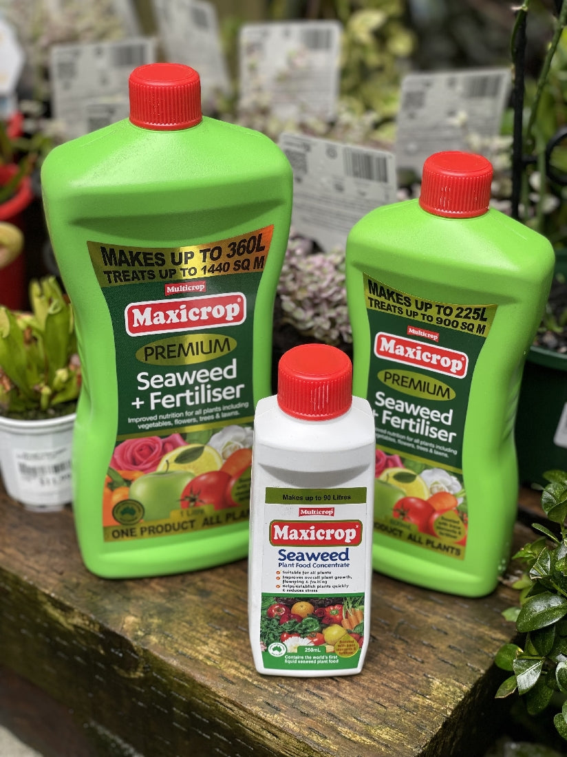 Maxicrop Seaweed Solution front packaging