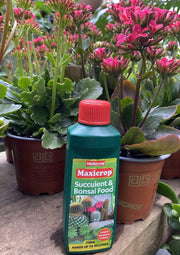 Maxicrop Succulent & Bonsai Food 250ml front packaging