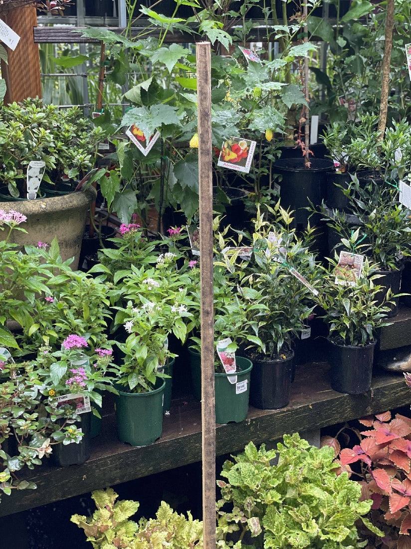 Hardwood Stake available at Newtown Garden Market