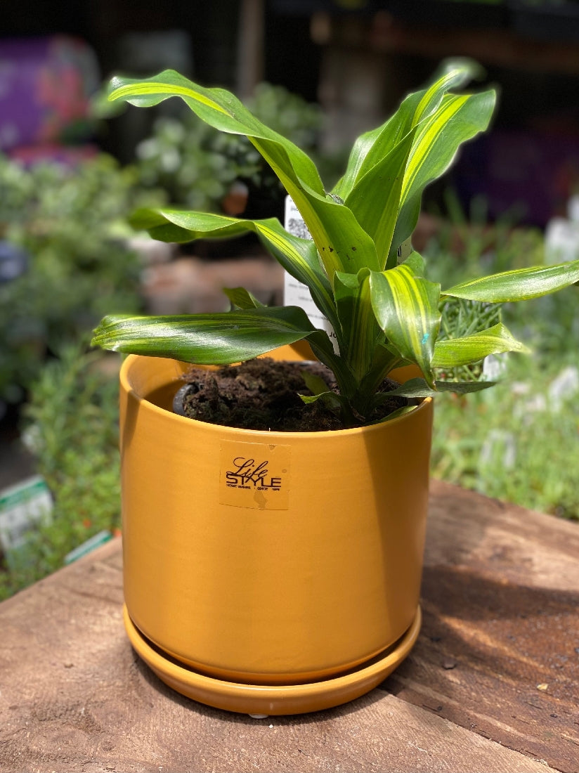 Cylinder Pot with Saucer 15cm detail view