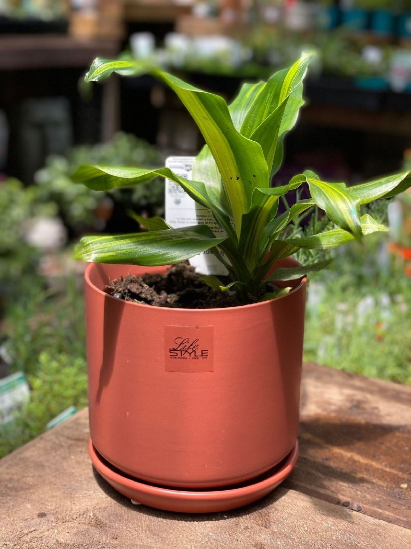 Cylinder Pot with Saucer 15cm detail view