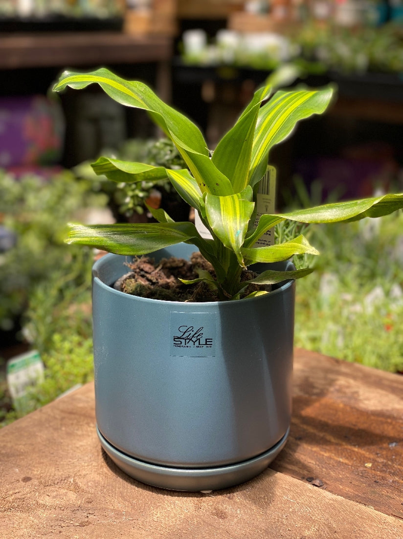Cylinder Pot with Saucer 15cm detail view
