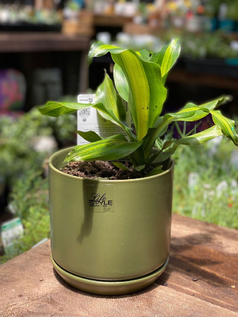 Cylinder Pot with Saucer 15cm additional angle or colour detail