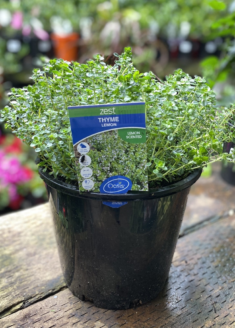 Zest Large Herb Collection detail view