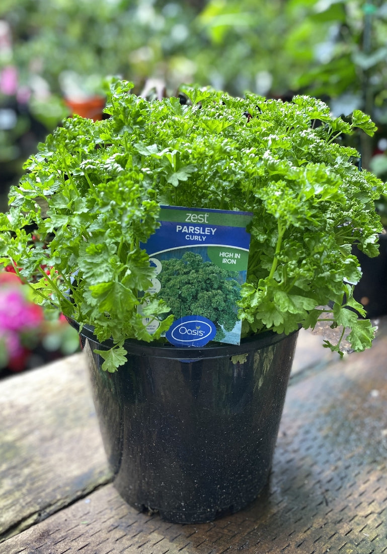 Zest Large Herb Collection detail view