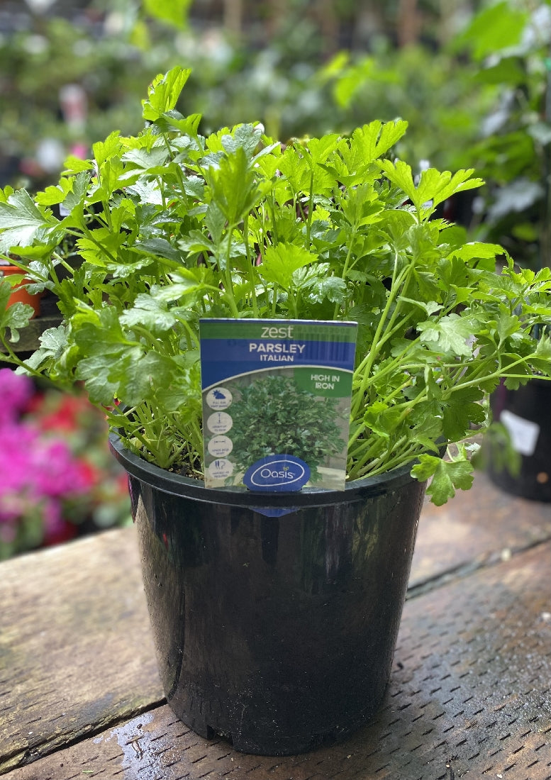 Zest Large Herb Collection detail view