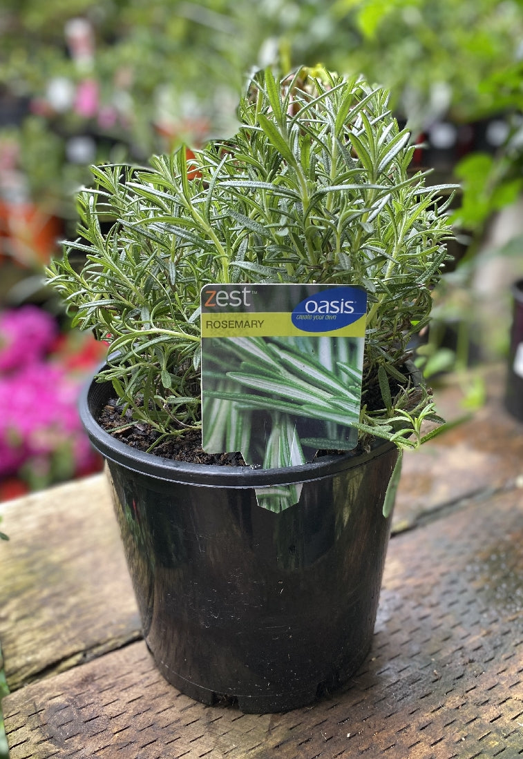 Zest Large Herb Collection foliage close-up