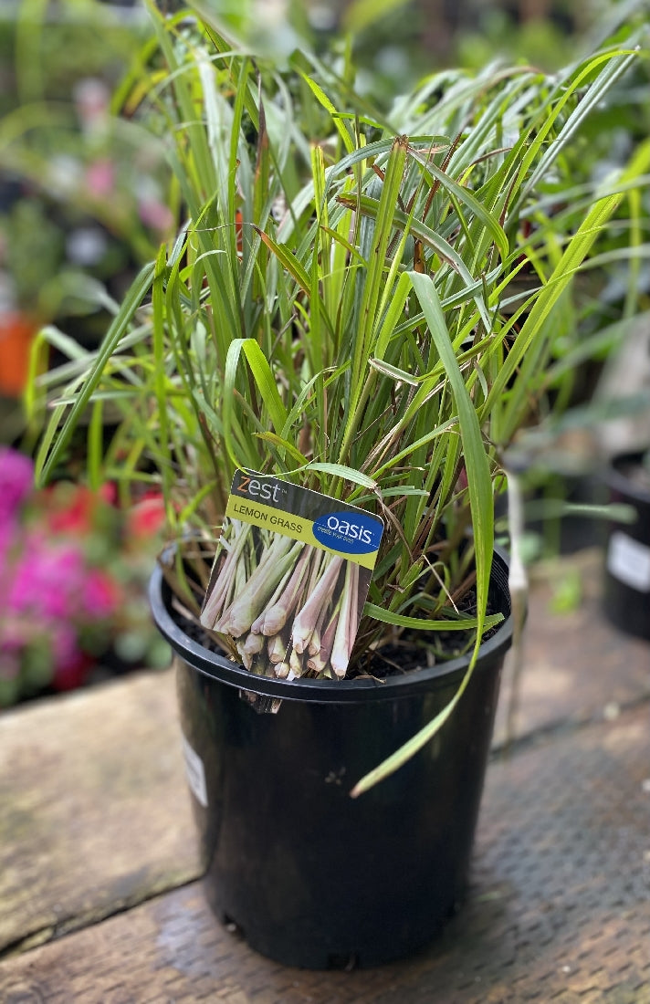 Zest Large Herb Collection detail view