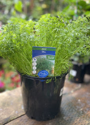 Zest Large Herb Collection in nursery pot showing full plant