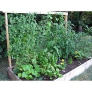 Compostable Pea & Bean Netting front view