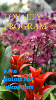 INSTORE LOYALTY PROGRAM
