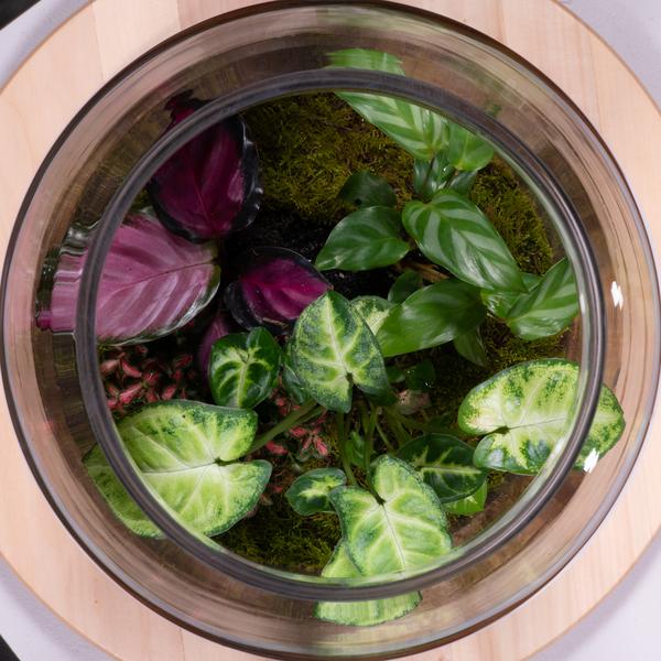 Forest Terra Terrarium close-up of interior plants and arrangement