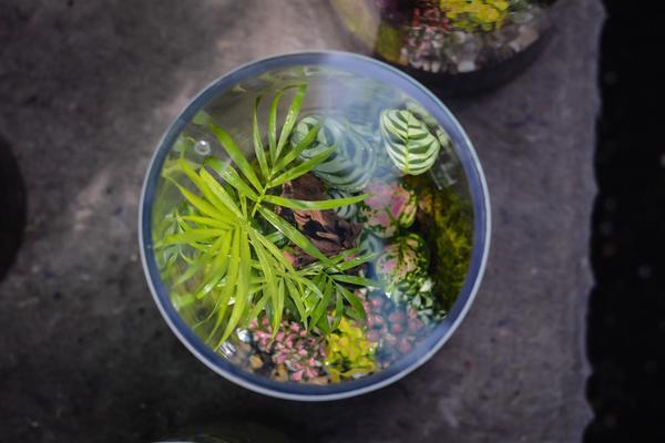 Forest Terra Terrarium close-up of interior plants and arrangement