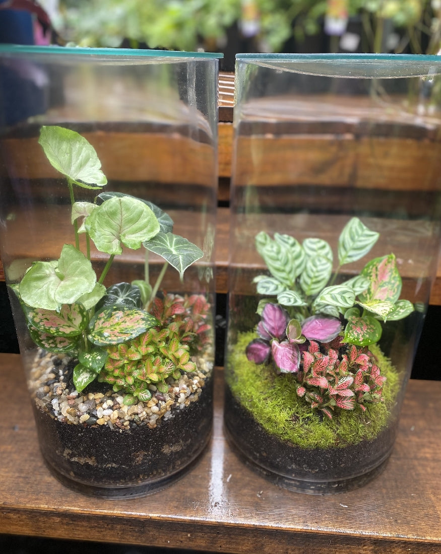 Forest Terra Terrarium showing planted miniature garden with moss and foliage