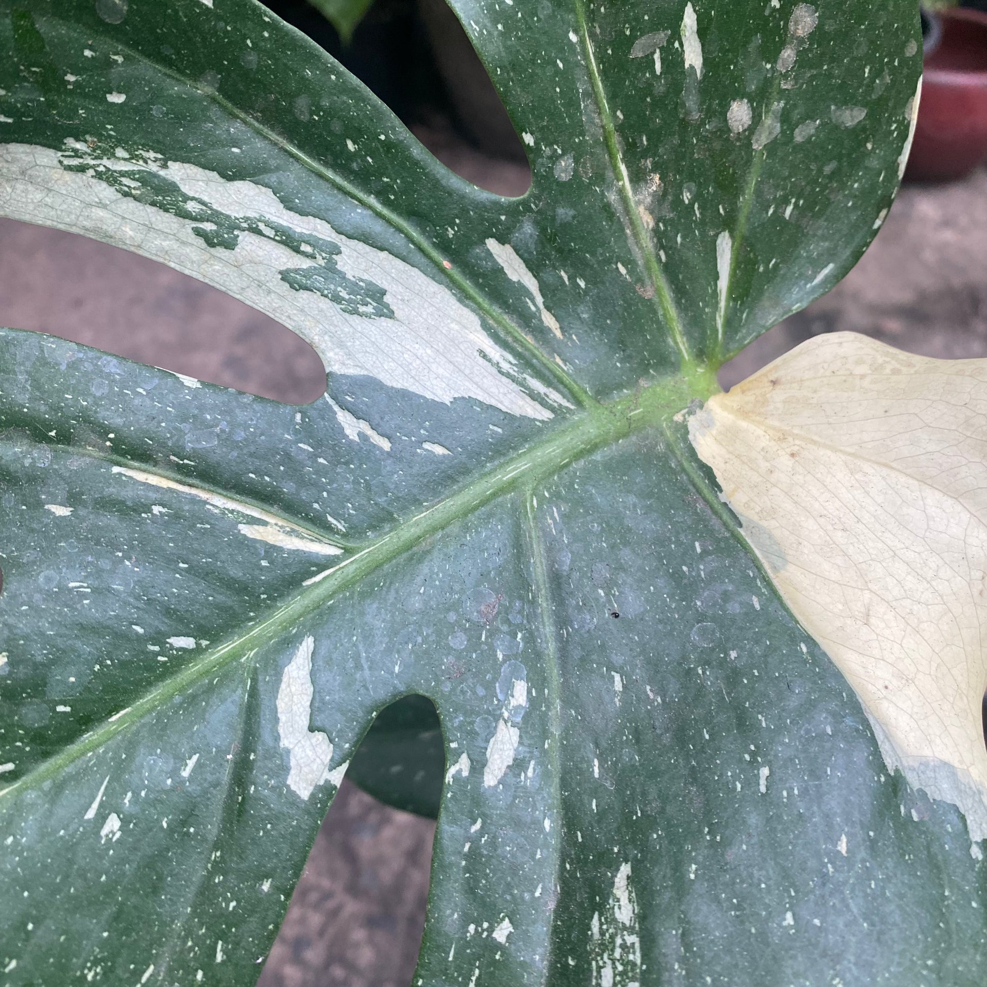 Monstera Thai Constellation foliage detail