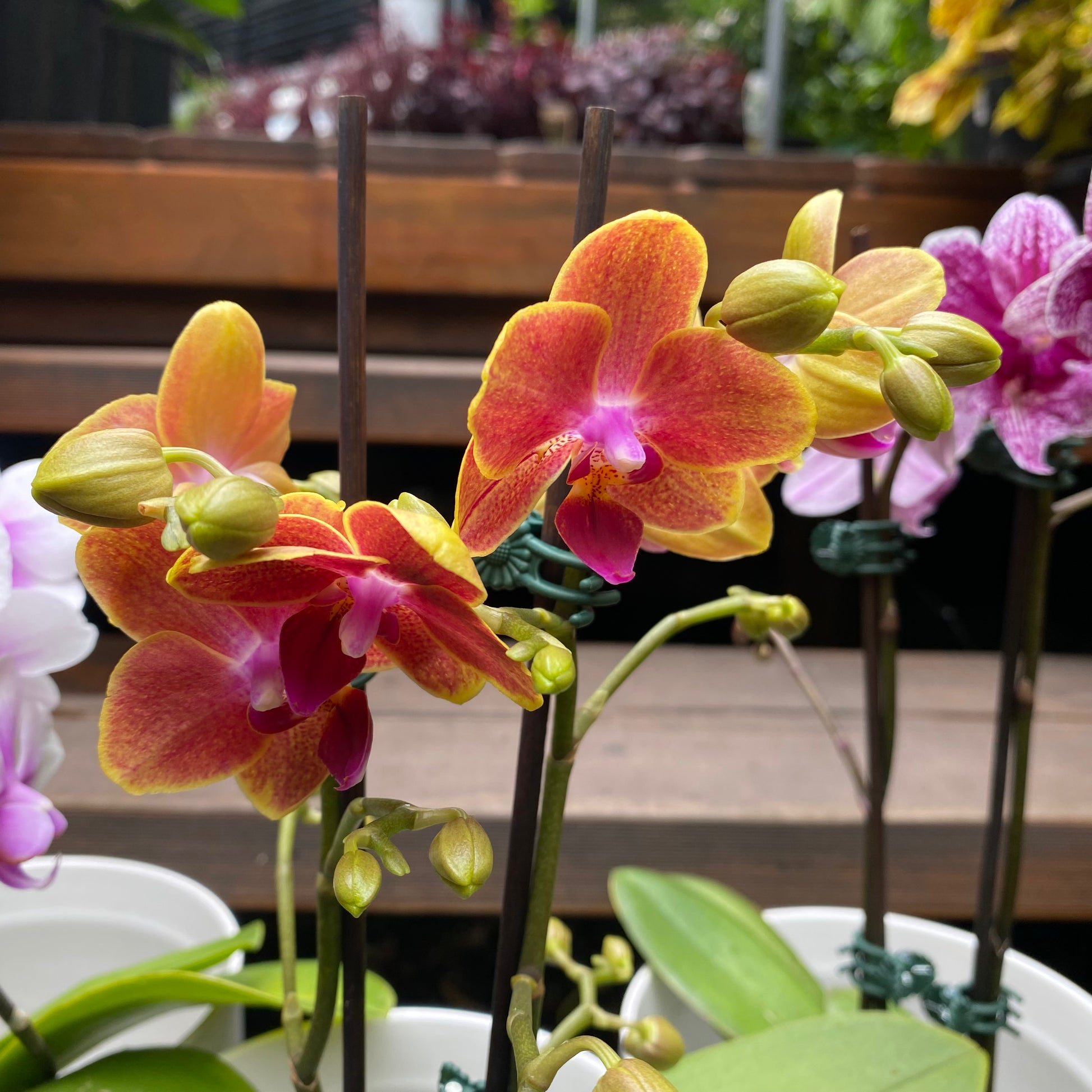 Phalaenopsis Orchid Assorted detail view