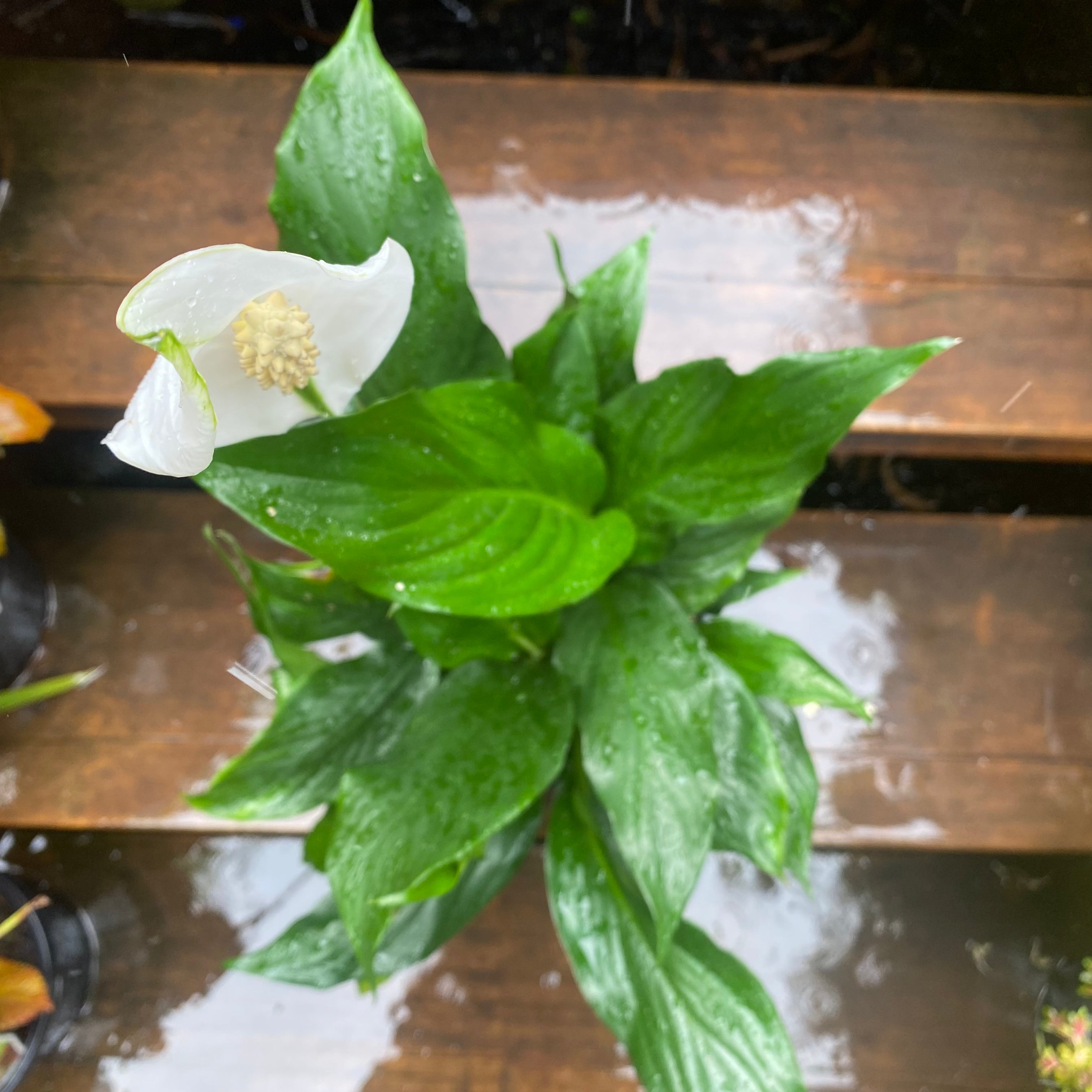 SPATHIPHYLLUM SP 175MM