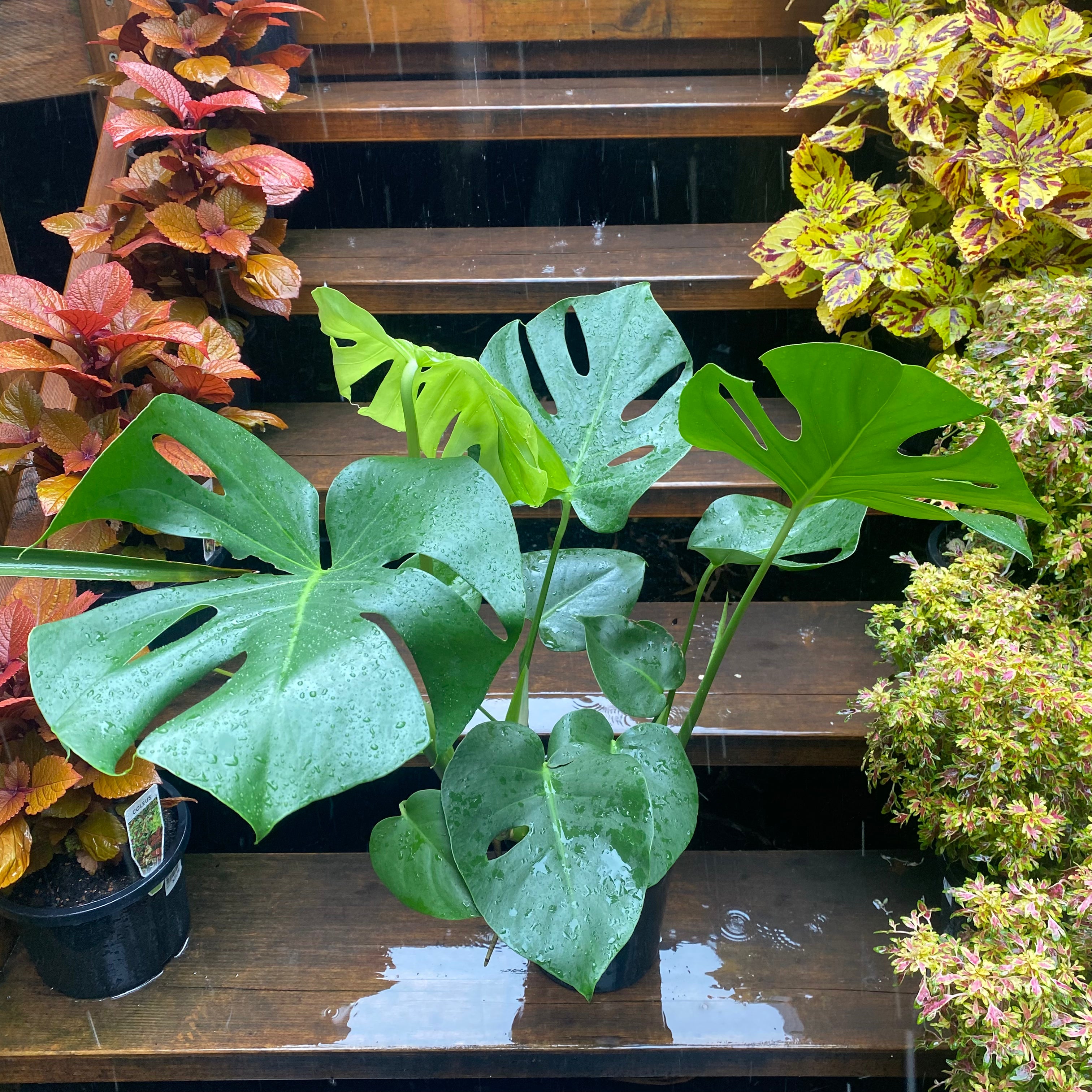 Monstera Deliciosa in nursery pot showing full plant and leaf shape