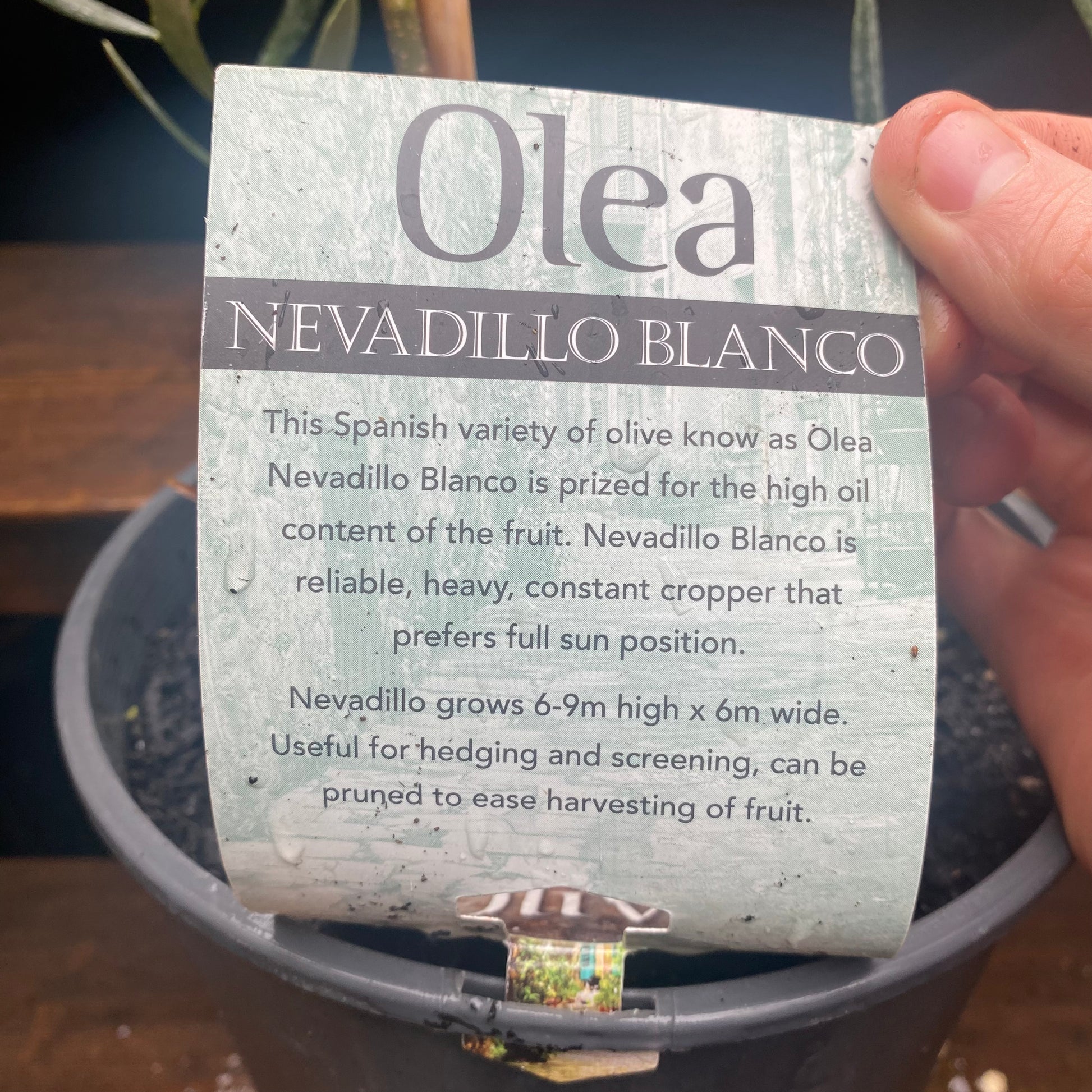 Mixed Olive detail view