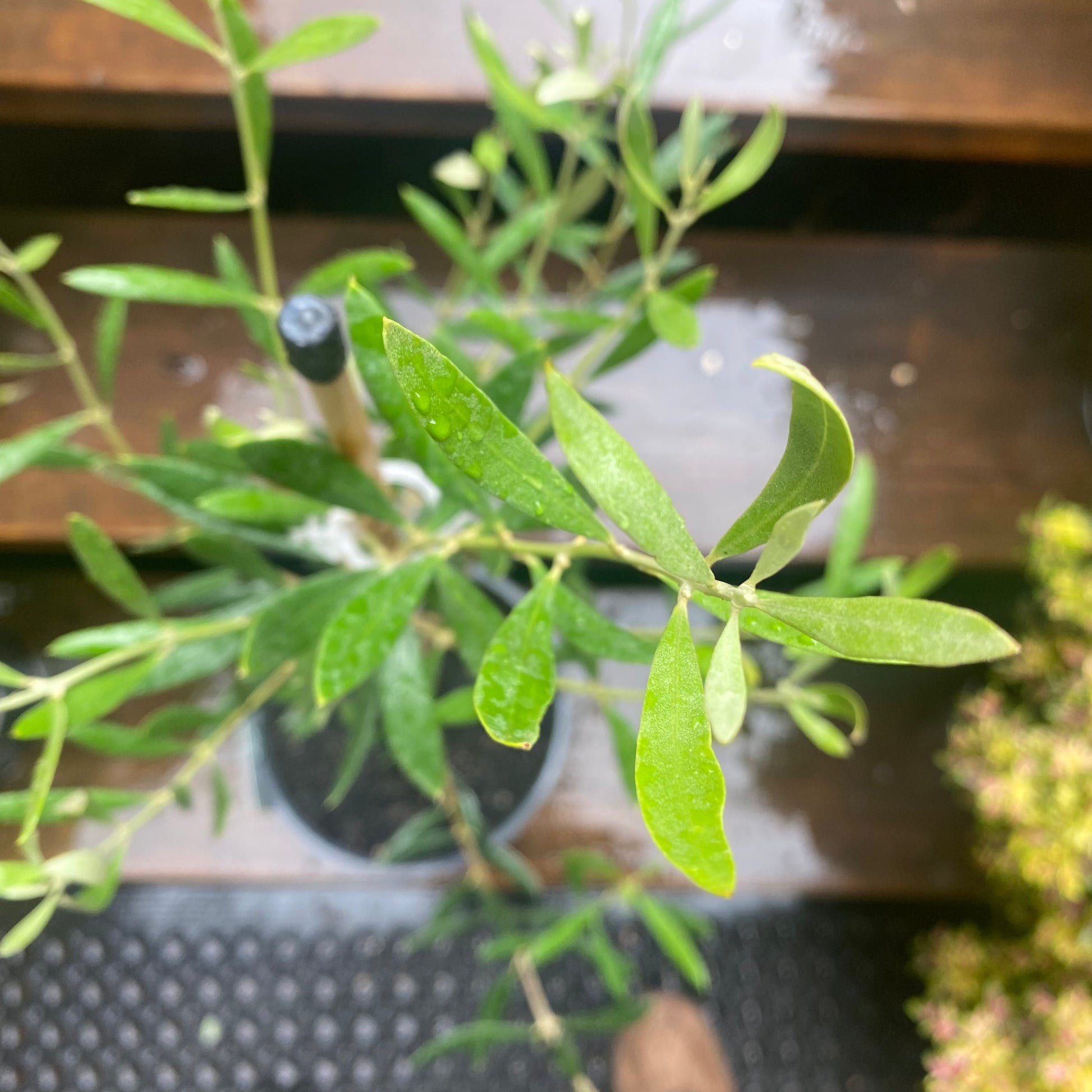 Mixed Olive foliage close-up