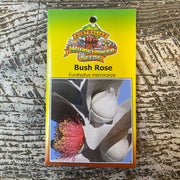 Australian Wildflower Bush Rose seed packet on white background