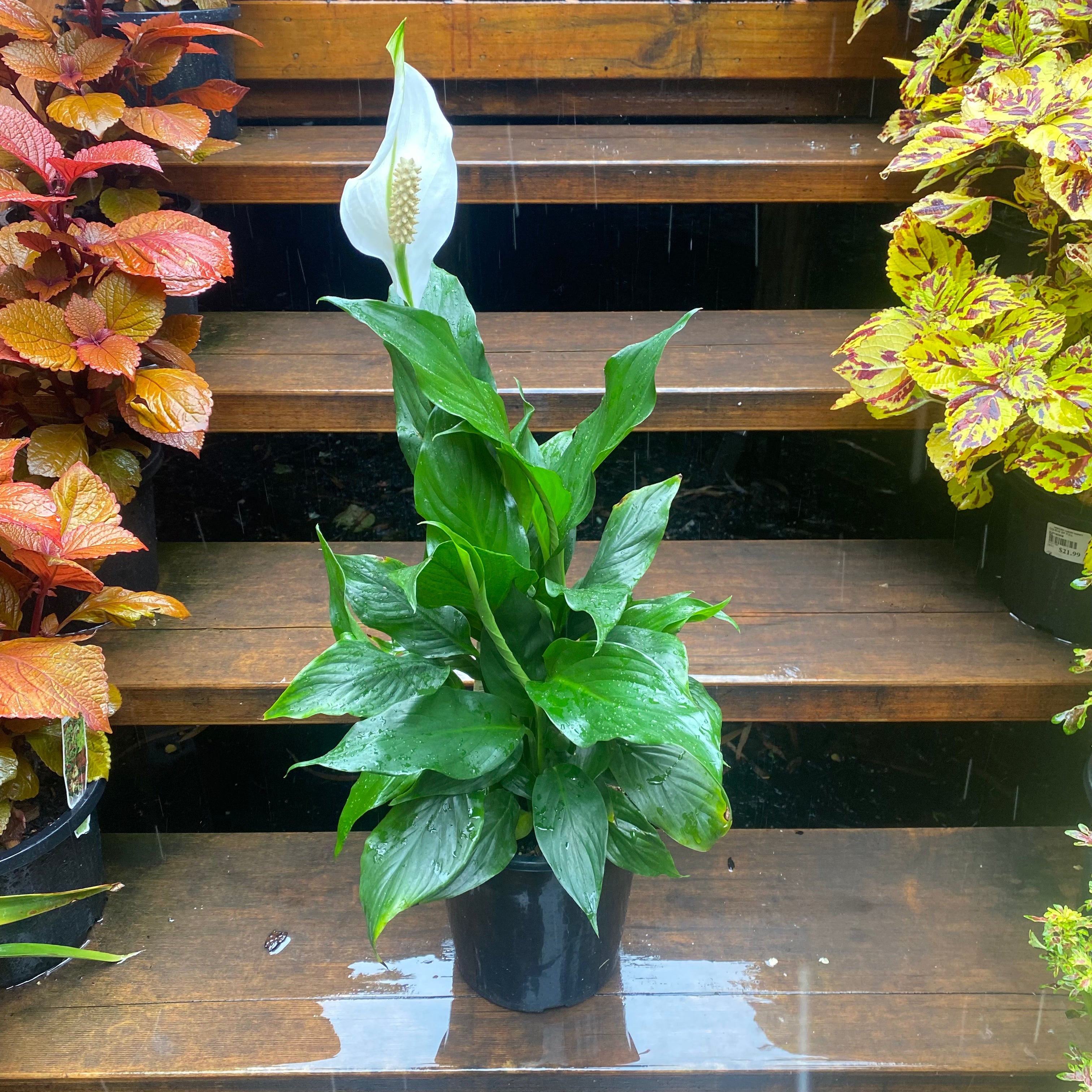 SPATHIPHYLLUM SP 175MM