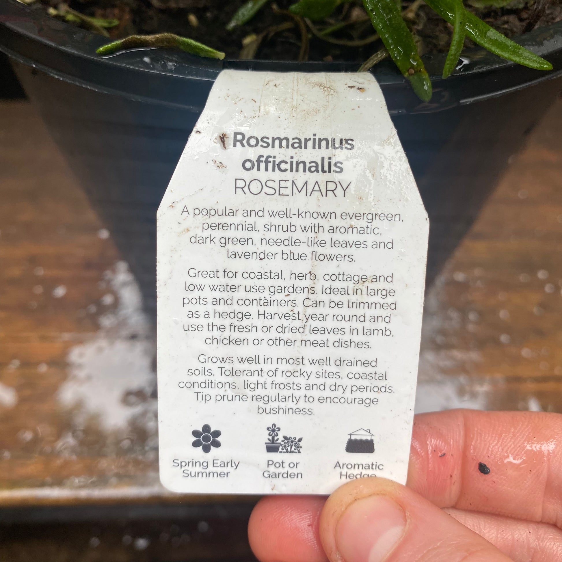 Rosemary detail view