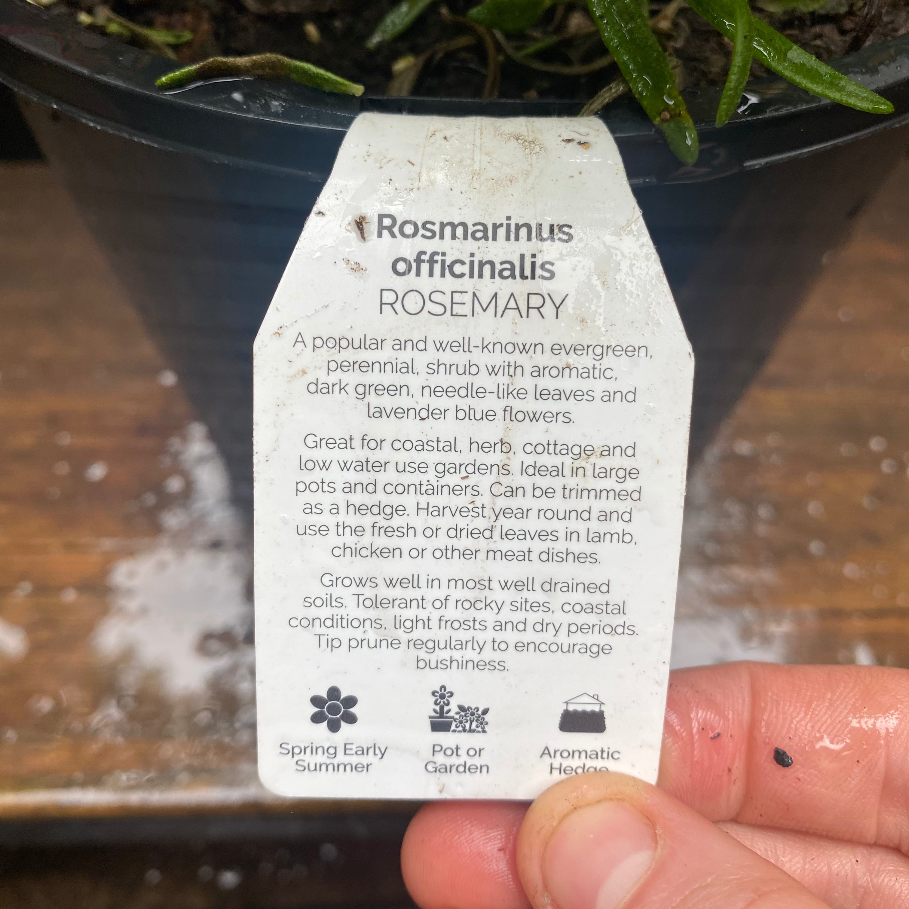 Rosemary detail view