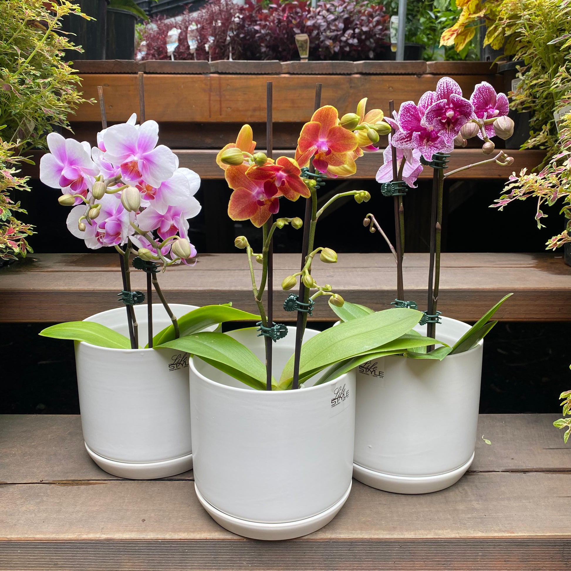Phalaenopsis Orchid Assorted foliage close-up