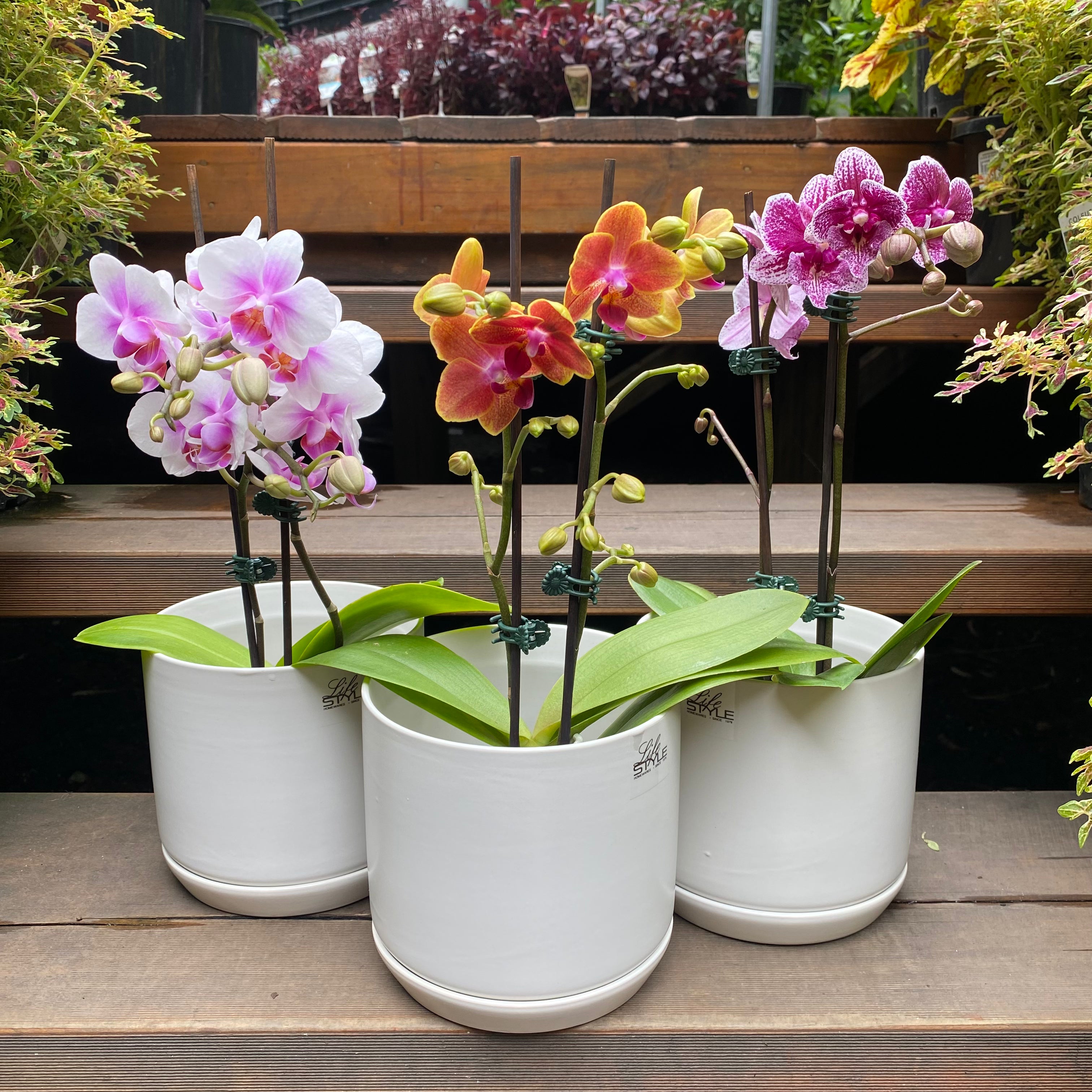 Phalaenopsis Orchid Assorted foliage close-up