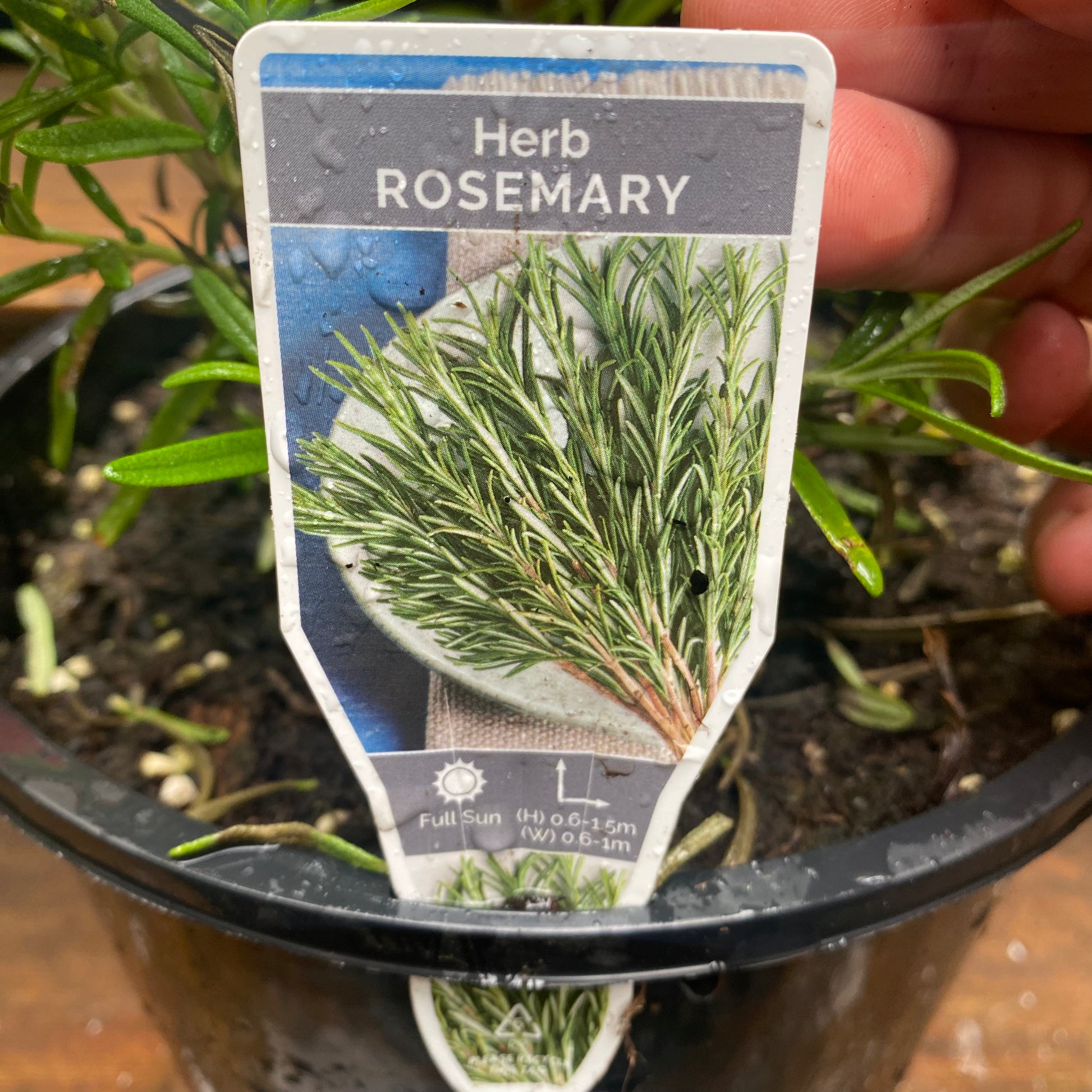Rosemary detail view