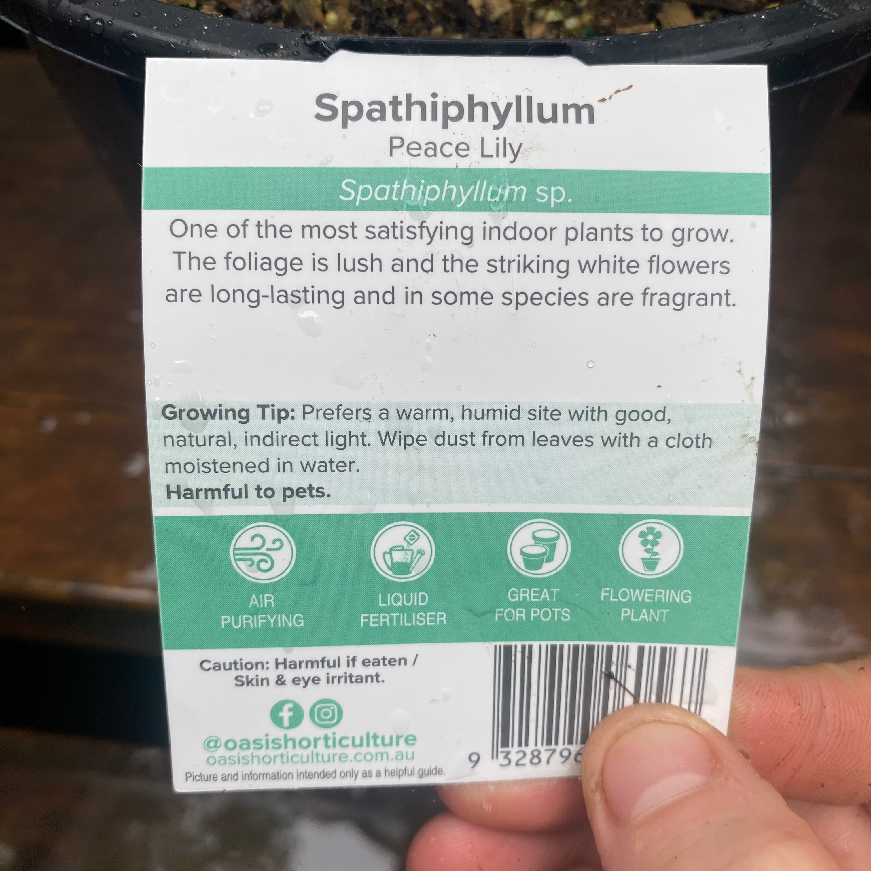 SPATHIPHYLLUM SP 175MM