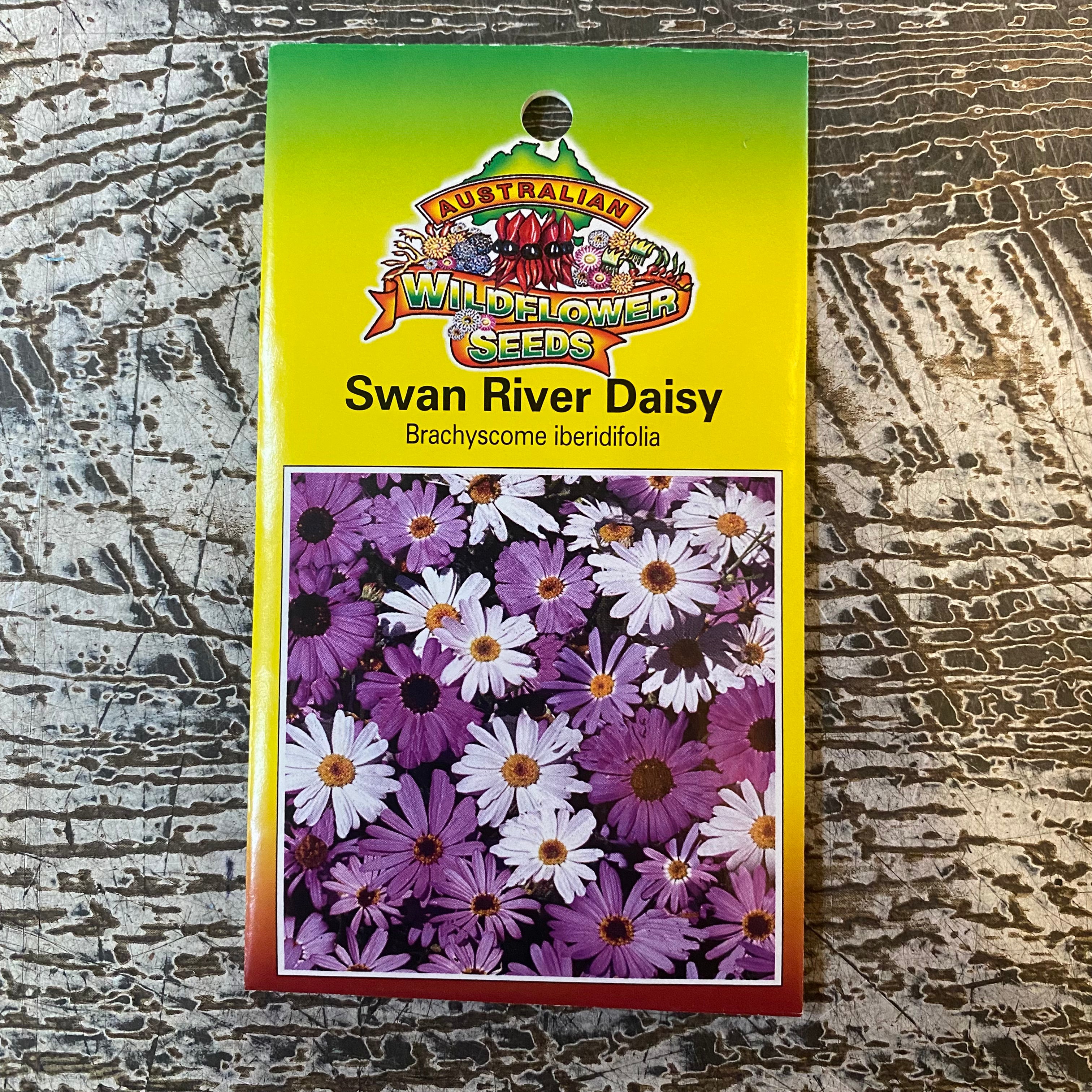 Australian Wildflower Swan River Daisy seed packet on white background