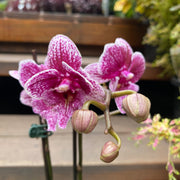 Phalaenopsis Orchid Assorted in nursery pot showing full plant