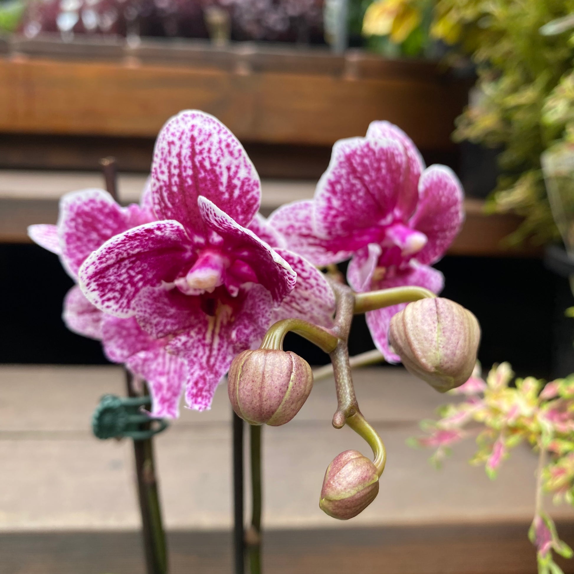 Phalaenopsis Orchid Assorted in nursery pot showing full plant
