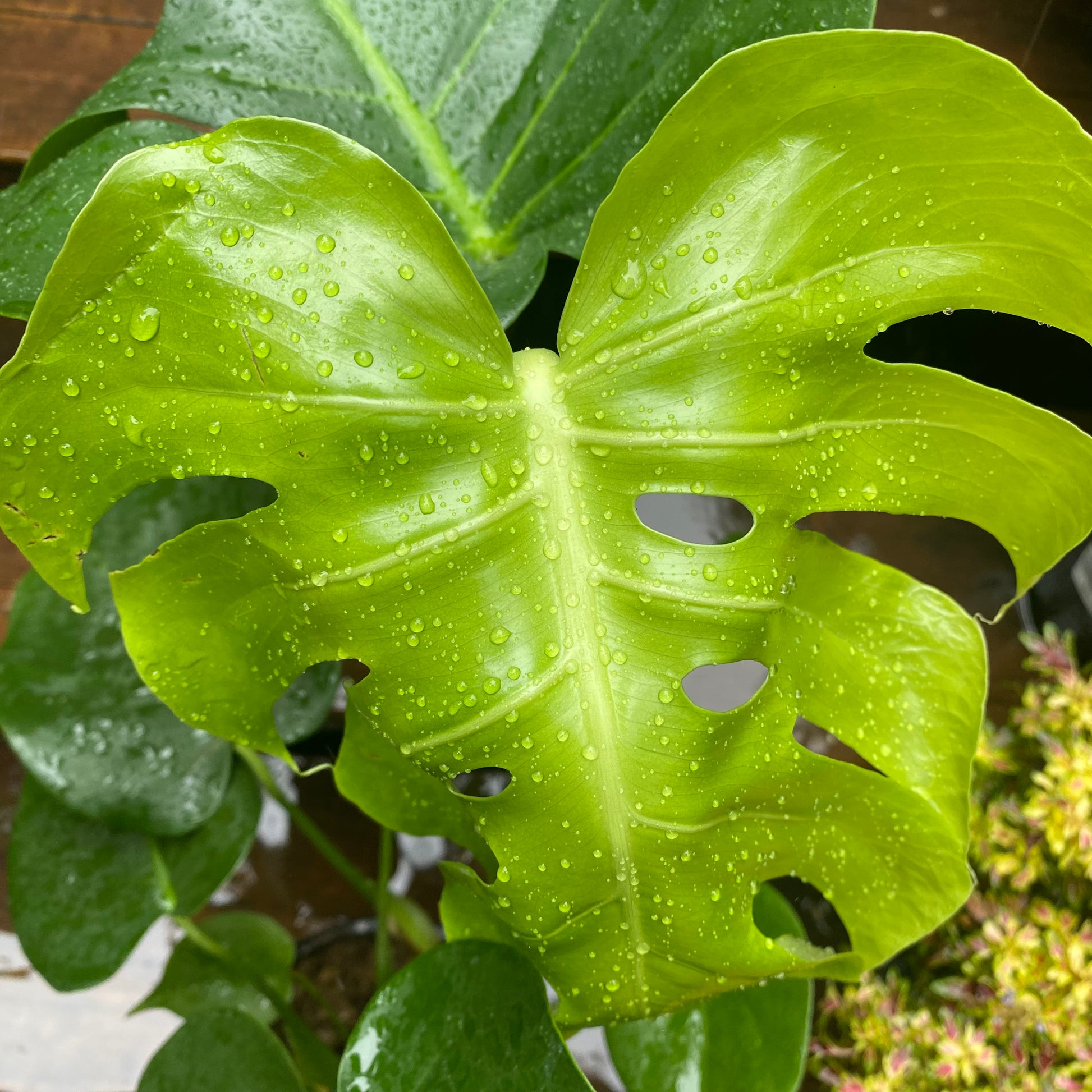 Monstera Deliciosa leaf close-up showing variegation pattern and texture