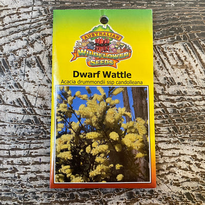 AUST WILDFLOWER SEED dwarf wattle