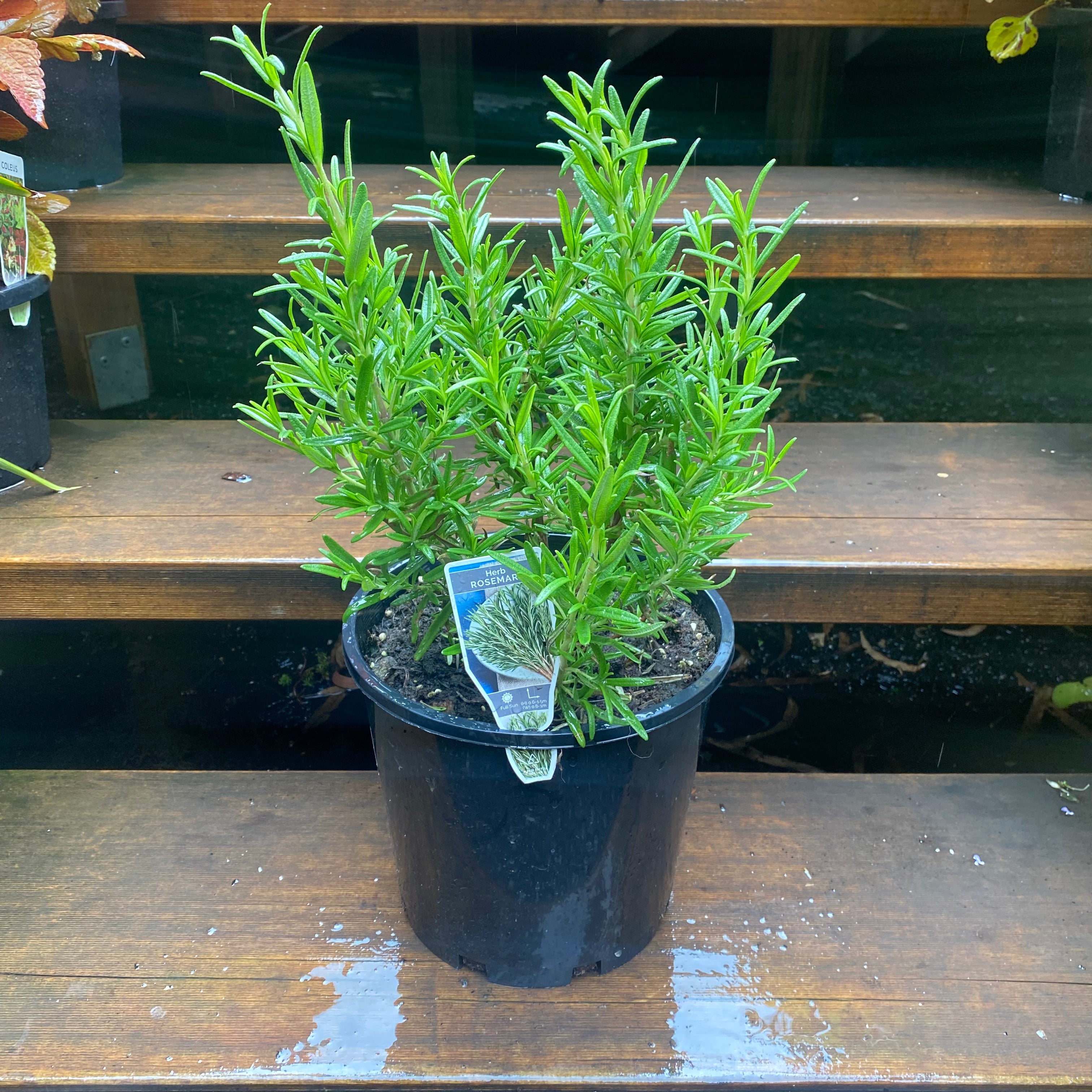 Rosemary in nursery pot showing full plant