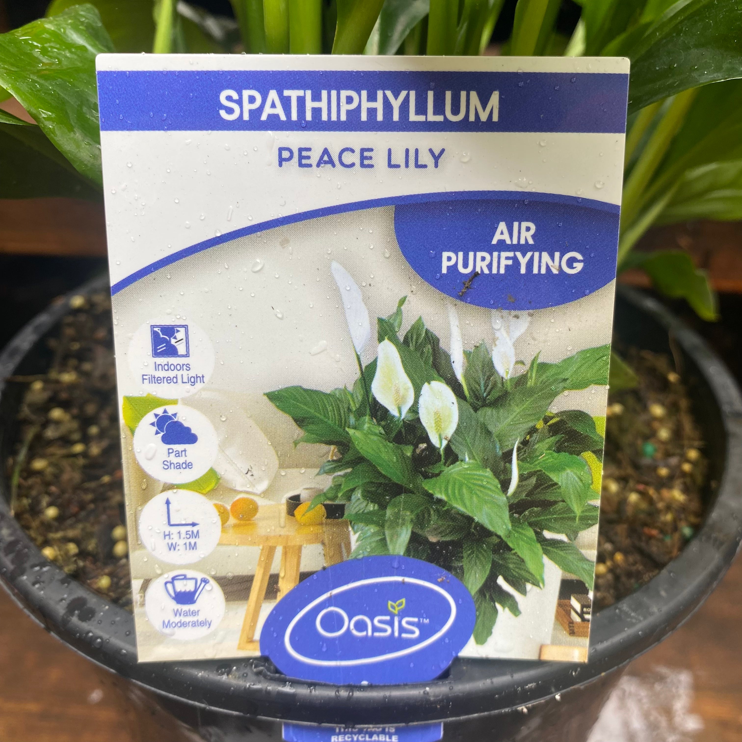 SPATHIPHYLLUM SP 175MM