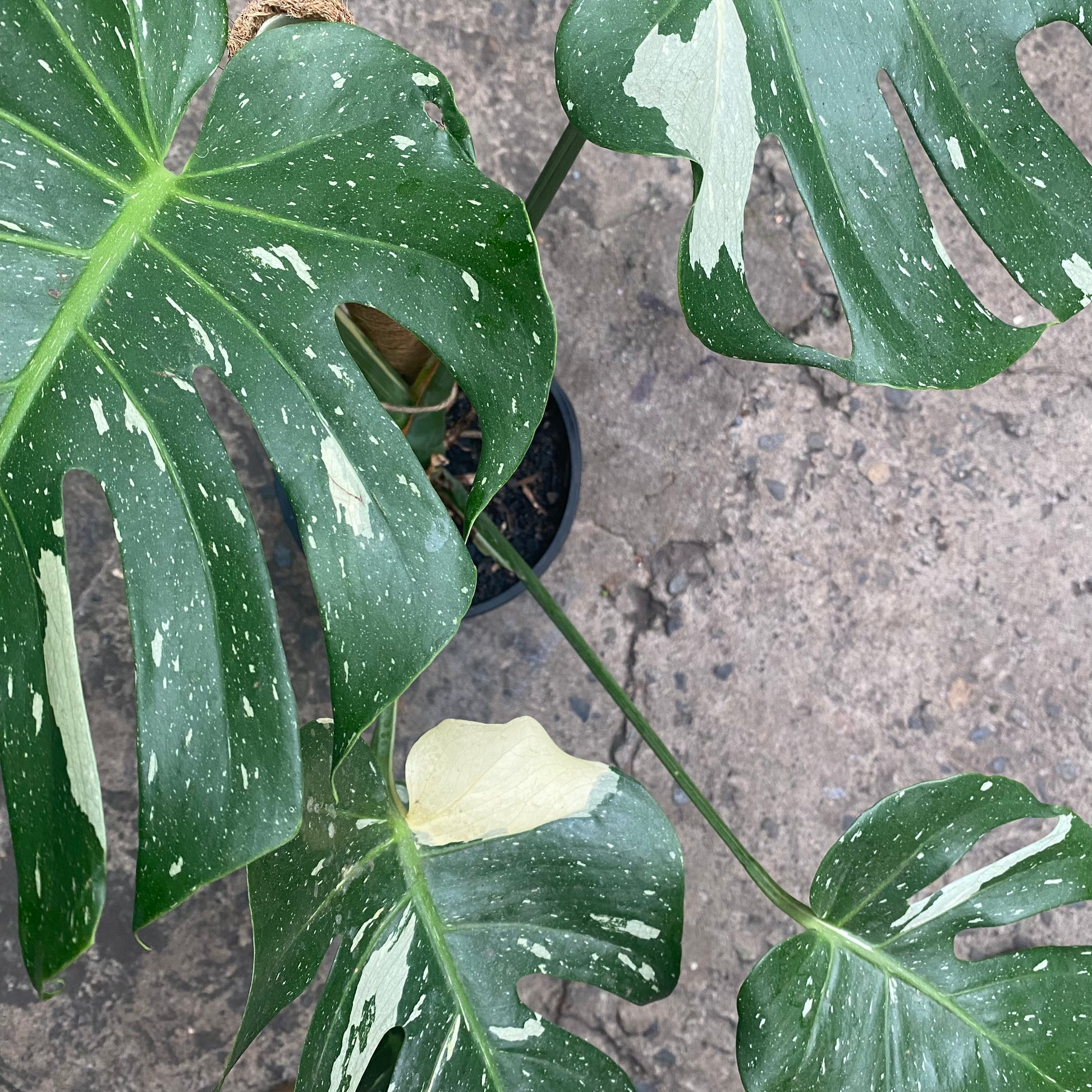 Monstera Thai Constellation foliage detail