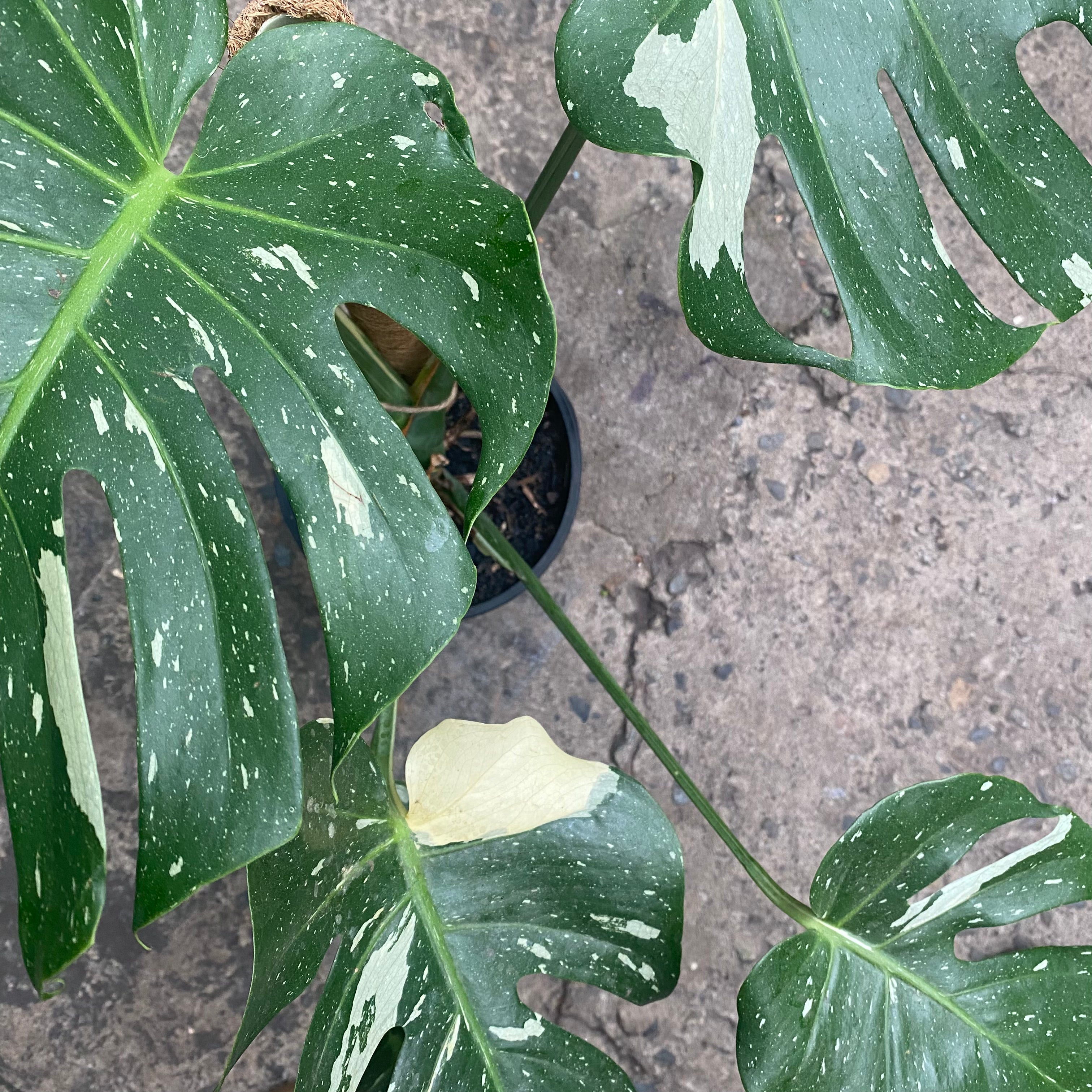 Monstera Thai Constellation foliage detail