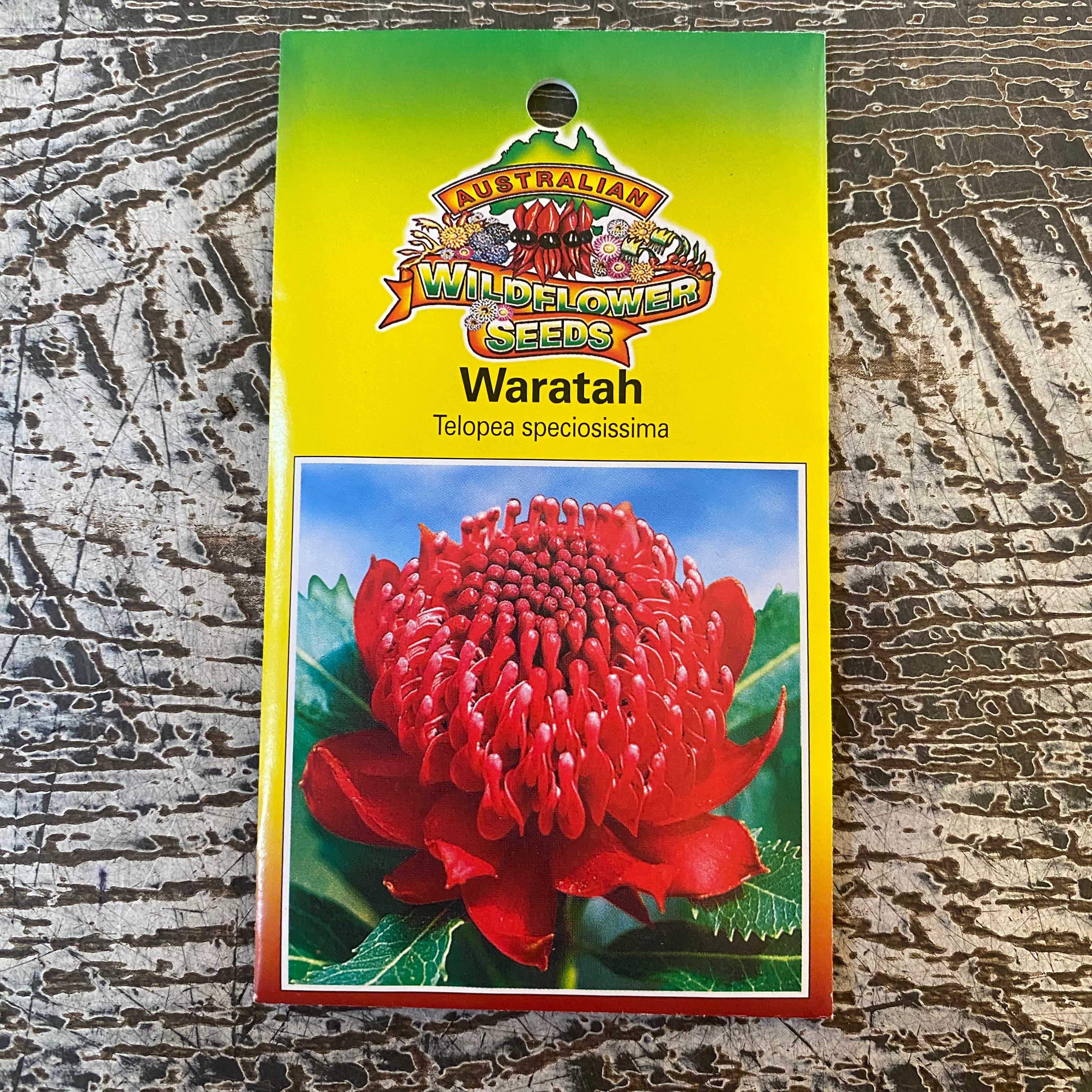 Australian Wildflower Waratah seed packet on white background