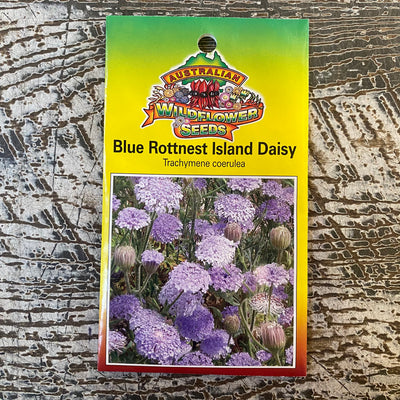 AUST WILDFLOWER SEED blue rottnest island daisy
