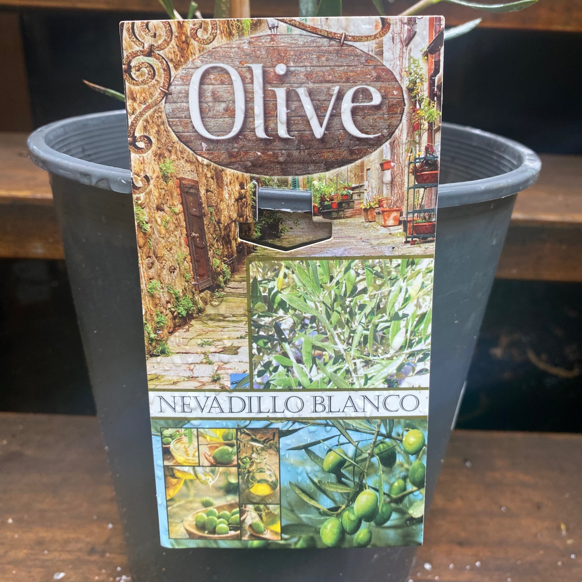 Mixed Olive detail view
