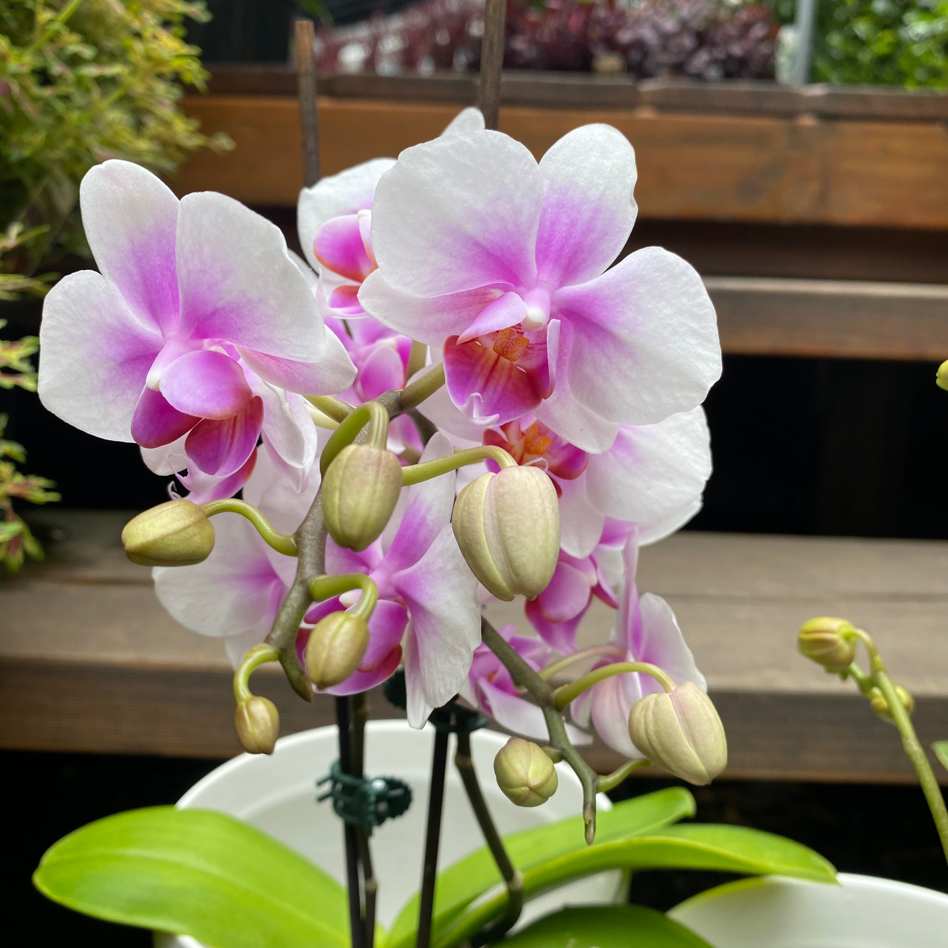 Phalaenopsis Orchid Assorted detail view
