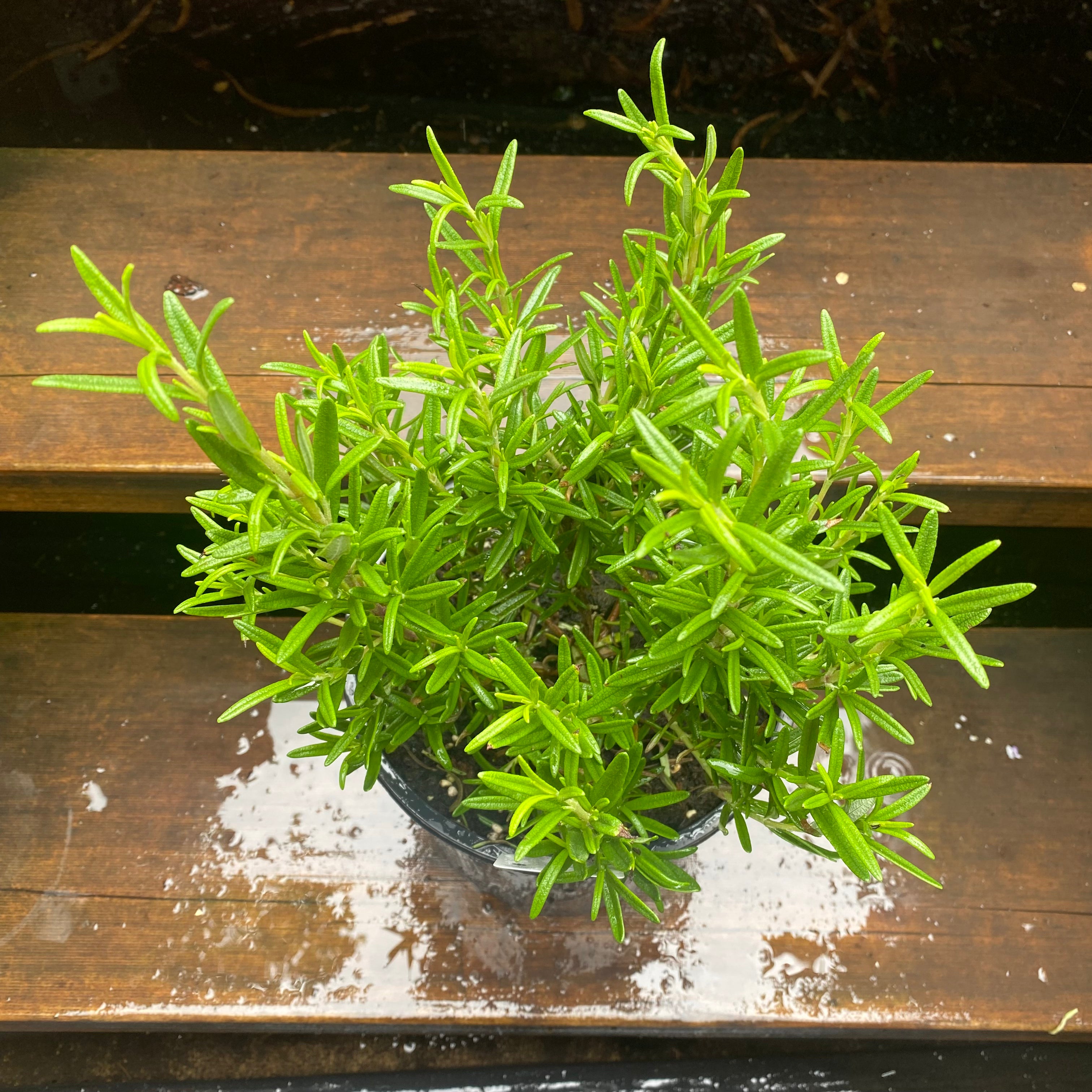 Rosemary foliage close-up